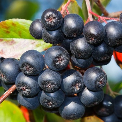 경제적인 아로니아블랙스타 최저가 상품 탑 7