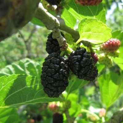 ◀ 2025년 너무 갖고싶은 가성비템▶ 아로니아효소의효능 최저가 정보 베스트 9