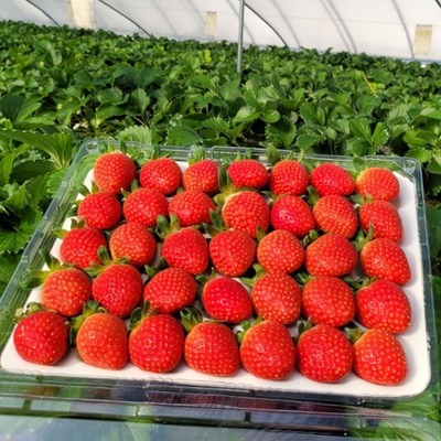 ◀ 2025년 실사용 가성비가 너무 좋아요▶ 치악산아로니아 인기 정보 베스트 10