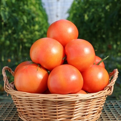 ◀ 2025년 실사용 상품후기 대박▶ 토마토즙가인팜 할인 정보 TOP 6