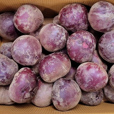 후기로 대박난 제품, 정말 좋아요. 프리미엄레드비트정 추천 정보 상위 7